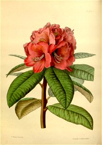 Rhododendron arboreum cv Paxton 7