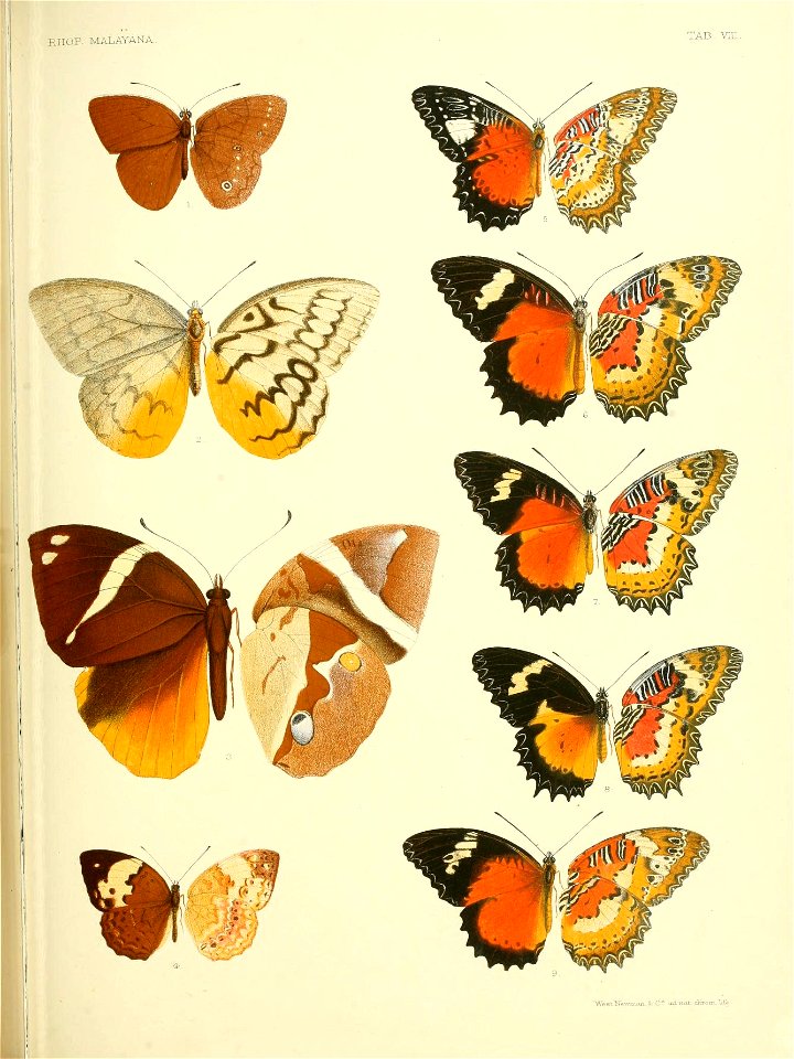 RhopaloceraMalayanaVIII