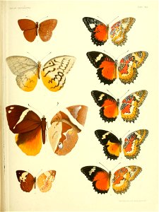 RhopaloceraMalayanaVIII