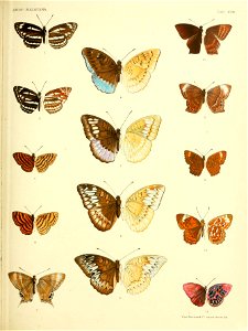 RhopaloceraMalayanaXVIII
