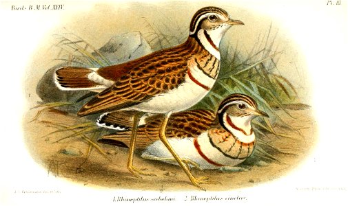 Rhinoptilus1Keulemans