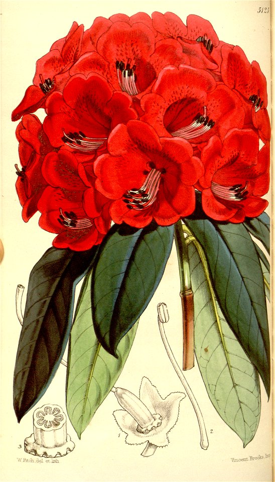 Rhododendron kendrickii 2