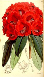 Rhododendron kendrickii 2