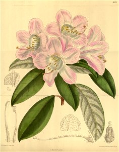 Rhododendron carneum 141-8634