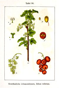 Ribes rubrum Sturm07050