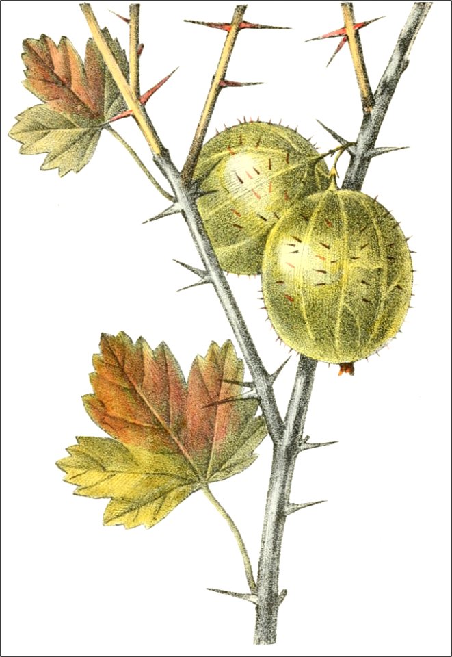 Ribes uva crispa, var spinis rubris (Thory - fig13)