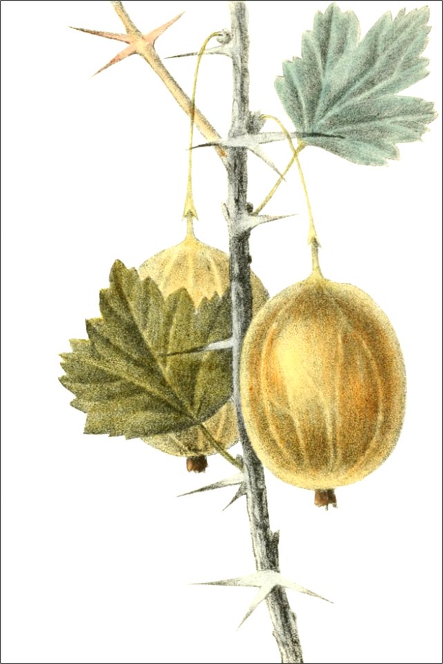 Ribes uva crispa, var longi-pedata (Thory - fig18)