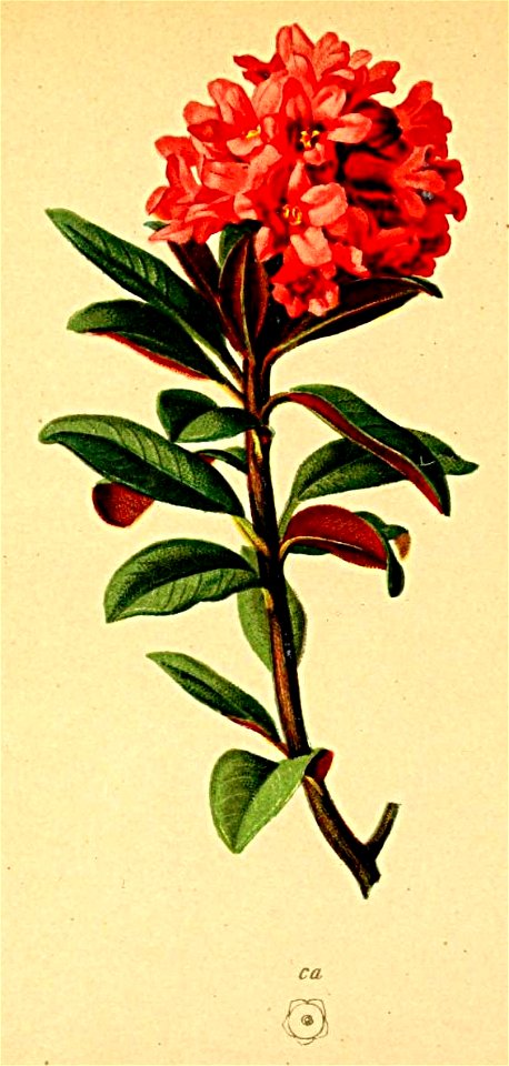 Rhododendron ferrugineum Atlas Alpenflora