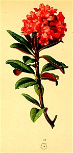 Rhododendron ferrugineum Atlas Alpenflora