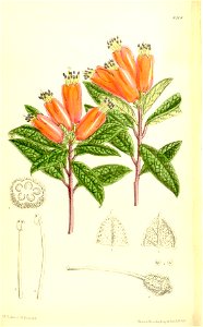 Rhododendron spinuliferum 137-8408