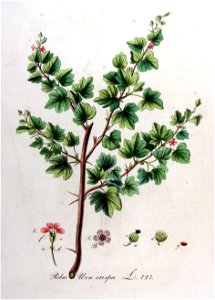 Ribes uva-crispa — Flora Batava — Volume v10