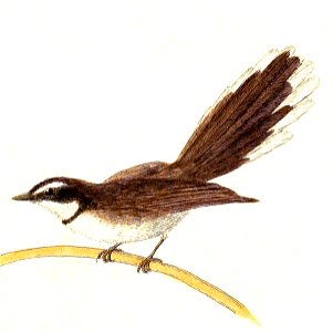 Rhipidura javanica 1832