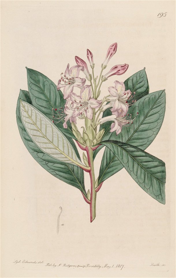 Rhododendron hybridum