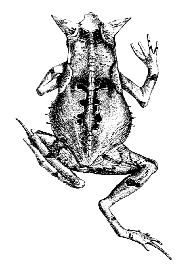 Rhinella ceratophrys