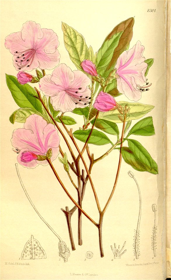 Rhododendron mucronulatum 136-8304