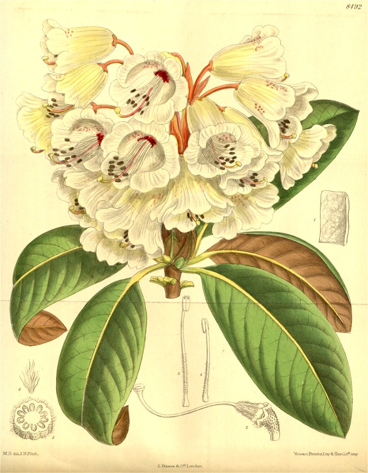 Rhododendron wightii 139-8492