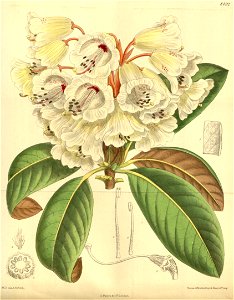 Rhododendron wightii 139-8492