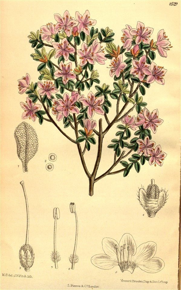 Rhododendron nigropunctatum 139-8529