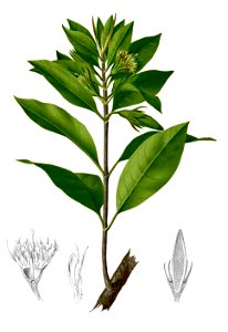 Rhizophoreae sp Blanco2.415b-cropped