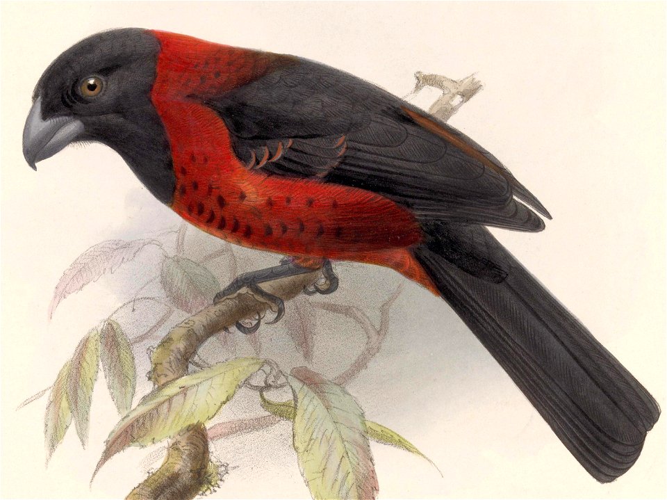Rhodothraupis celaeno 1902 (cropped) 2