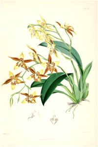 Rhynchostele maculata (as Odontoglossum maculatum) - pl. 20 - Bateman, Monogr.Odont. Free illustration for personal and commercial use.
