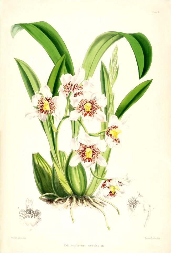 Rhynchostele aptera (as Odontoglossum nebulosum) - pl. 1 - Bateman - A Monograph of Odontoglossum