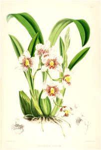 Rhynchostele aptera (as Odontoglossum nebulosum) - pl. 1 - Bateman - A Monograph of Odontoglossum. Free illustration for personal and commercial use.