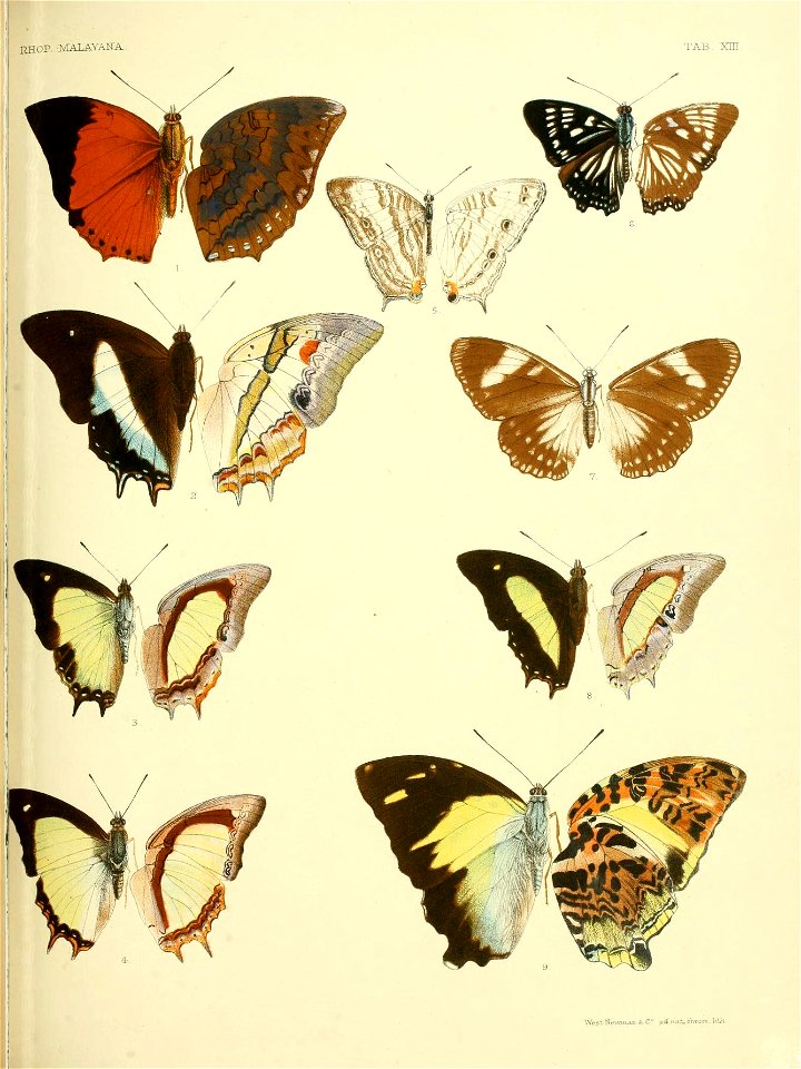 RhopaloceraMalayanaXIIIjpg