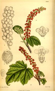 Ribes jessoniae 146-8840