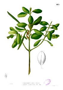 Rhizophoreae sp Blanco2.415