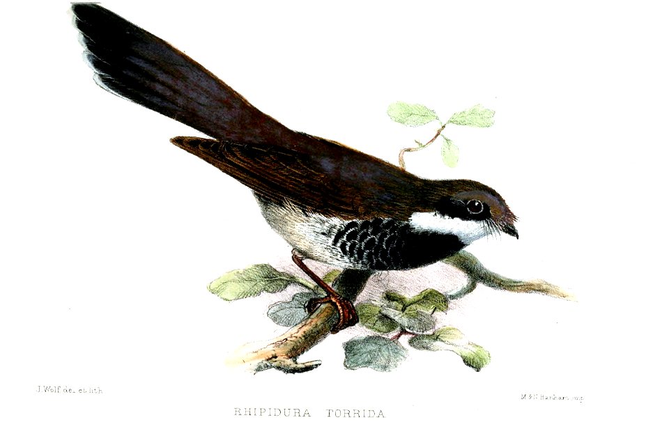 RhipiduraTorridaWolf