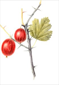 Ribes uva crispa, var rosea (Thory - fig9)