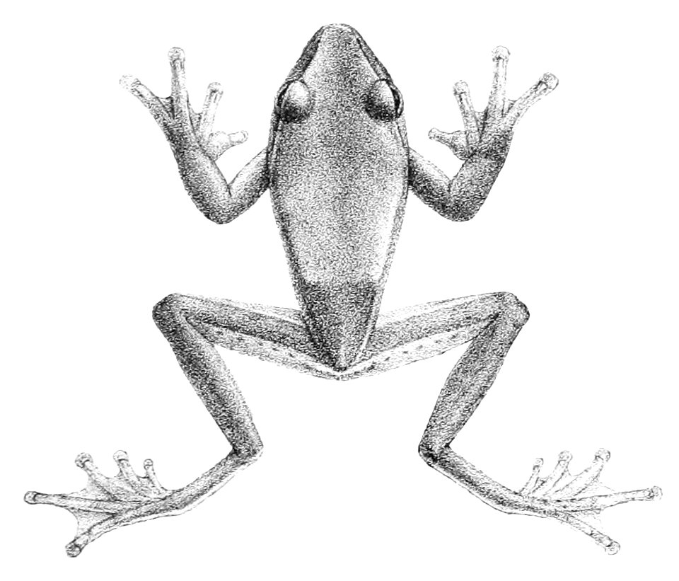 Rhacophorus schlegelii (2)