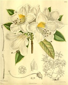 Rhododendron cuffeanum 143-8721
