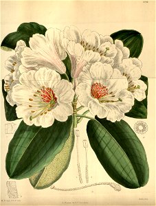 Rhododendron serotinum 146-8841