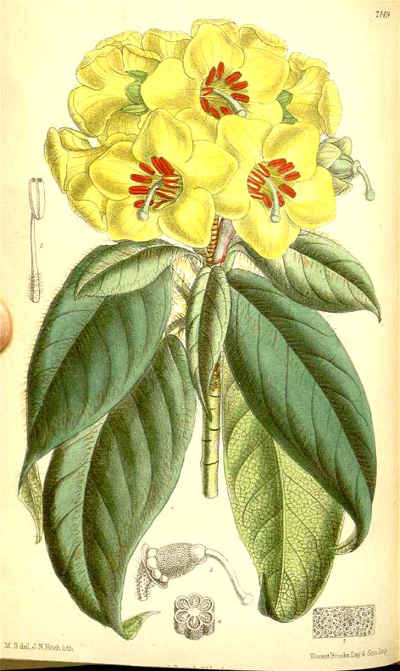 Rhododendron boothii