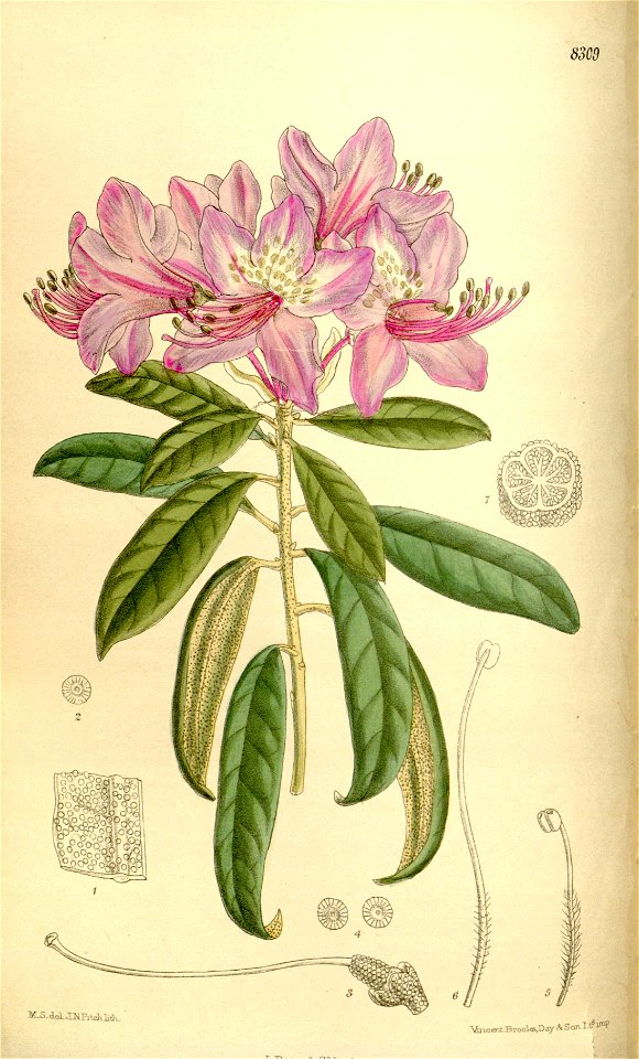Rhododendron harrovianum 136-8309
