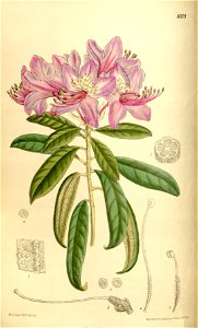 Rhododendron harrovianum 136-8309