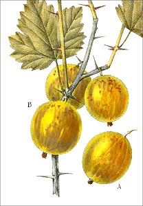 Ribes uva crispa, var succinea (Thory - fig15)