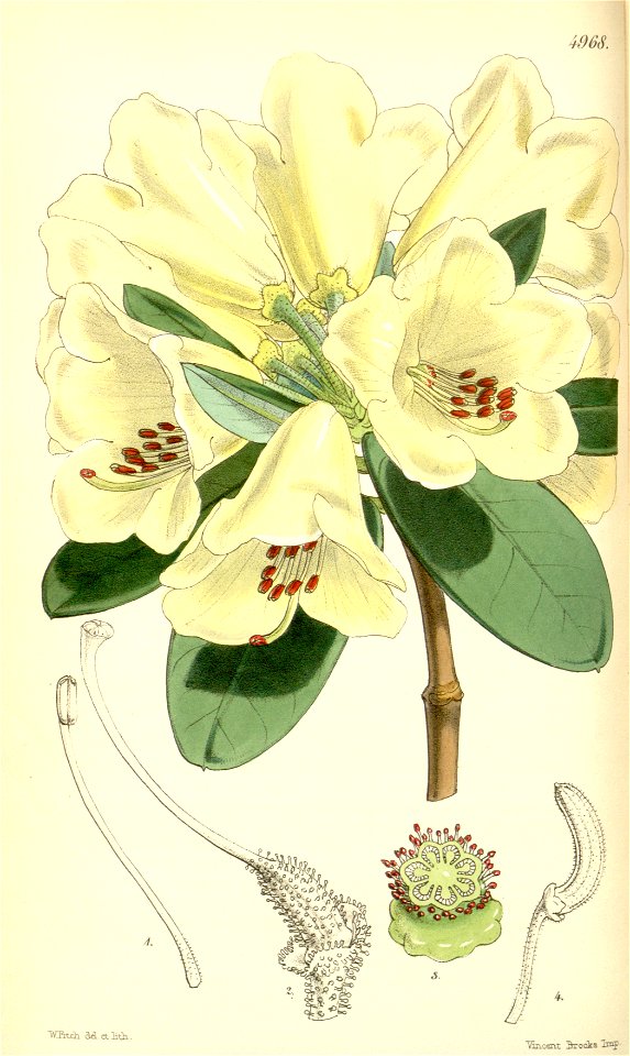 Rhododendron campylocarpum