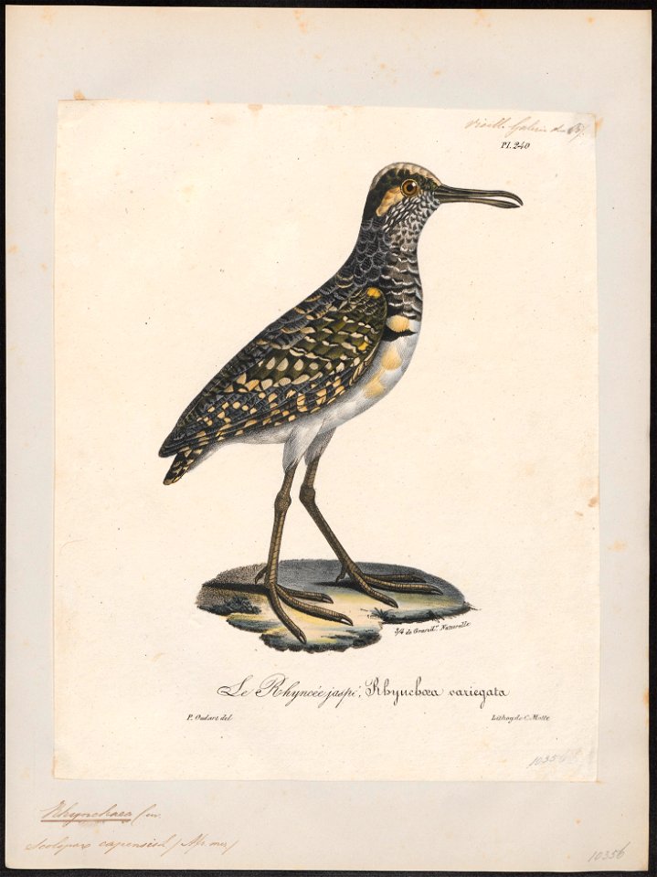 Rhynchaea capensis - 1825-1834 - Print - Iconographia Zoologica - Special Collections University of Amsterdam - UBA01 IZ17400341