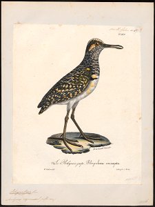 Rhynchaea capensis - 1825-1834 - Print - Iconographia Zoologica - Special Collections University of Amsterdam - UBA01 IZ17400341