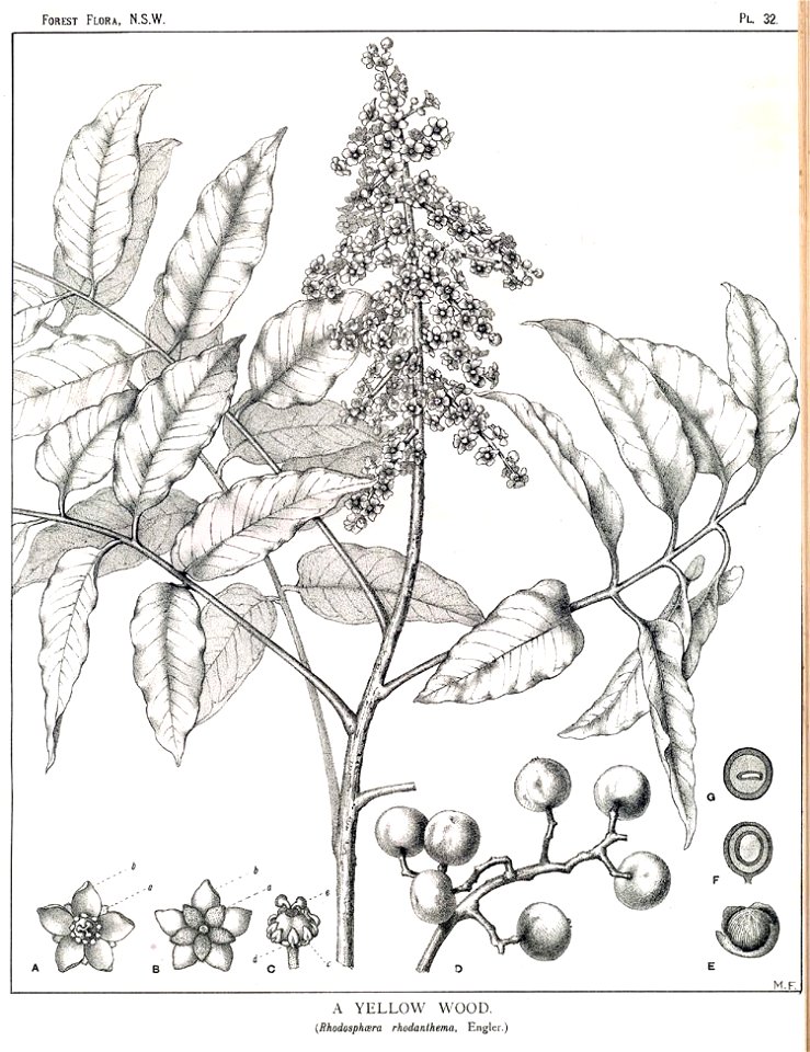 Rhodosphaera rhodanthema00