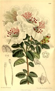 Rhododendron moupinense 141-8598