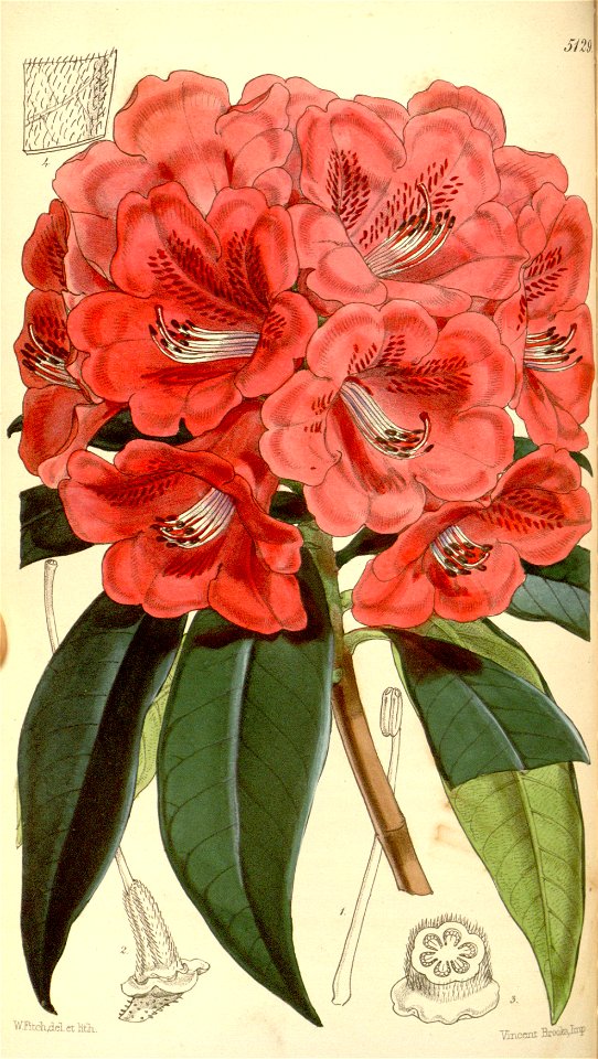 Rhododendron kendrickii