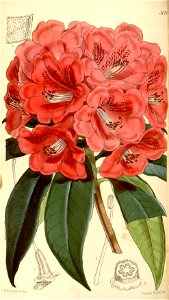 Rhododendron kendrickii. Free illustration for personal and commercial use.