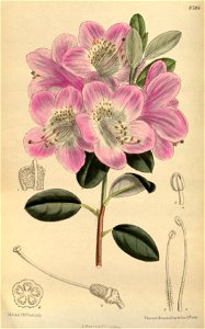 Rhododendron oreotrephes 144-8784