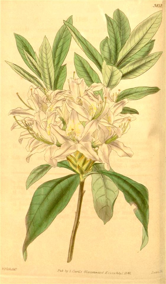 Rhododendron × hybridum