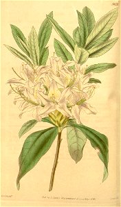 Rhododendron × hybridum