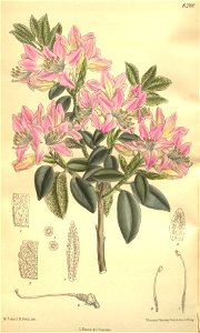 Rhododendron coombense 135-8280